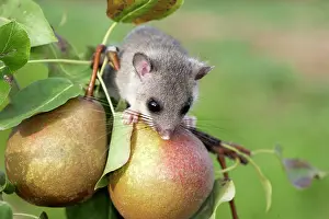 Dormice: Fat / Edlible Dormouse
