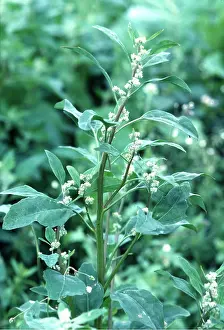 Weeds: FAT HEN