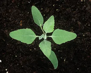 Weed: Fat hen seedling
