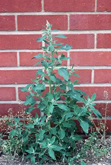 Weeds: FAT HEN and Shepherd's-Purse - Fat Hen is a common