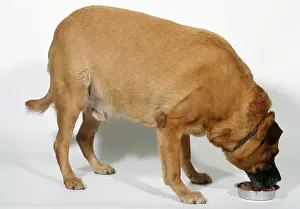 Obese: Fat / Obese DOG - eating