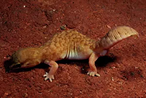 Conspicillatus: Fat-tailed gecko