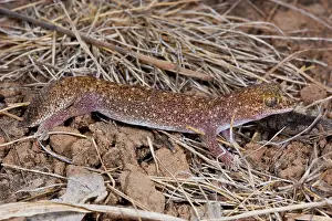 Conspicillatus: Fat-tailed Gecko