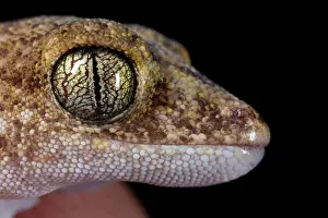 Conspicillatus: Fat-tailed Gecko