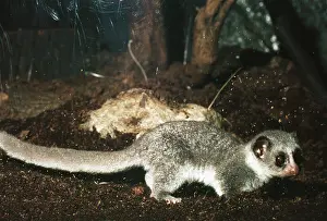Medius: Fat-tailed lemur