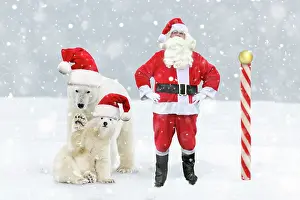 Hips: Father Christmas / Santa Claus at the North Pole
