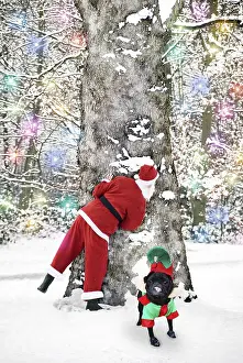 Helper: Father Christmas behind tree with Pug Dog dressed