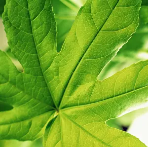 Fatsia: Fatsia