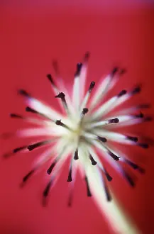 Fatsia: Fatsia
