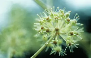 Fatsia: Fatsia