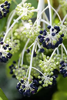 Fatsia: Fatsia