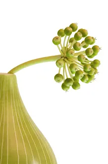 Fatsia: Fatsia