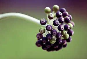 Fatsia: Fatsia