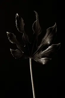 Fatsia: Fatsia