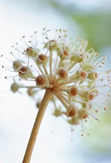 Fatsia: Fatsia