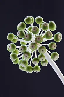 Fatsia: Fatsia, Fatsia japonica, Green subject, Black background