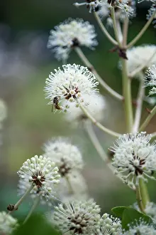 Fatsia: Fatsia, Fatsia japonica. Side view of spherical