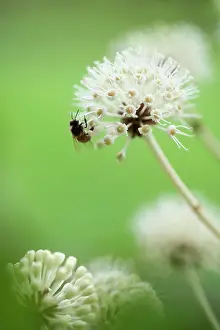 Fatsia: Fatsia, Fatsia japonica. Side view of spherical