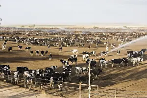 Shelters: Fattening farm with shade shelters for California