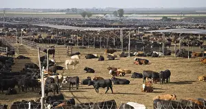 Shelters: Fattening farm with shade shelters for California