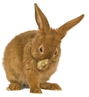 Toilet: Fauve de Bourgogne rabbit doing her toilet