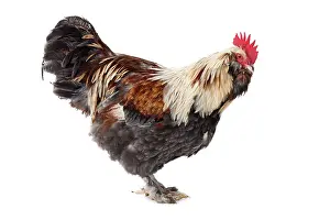 Faverolles: Faverolles Chicken Cockerel / Rooster