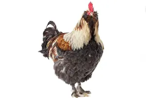 Faverolles: Faverolles Chicken Cockerel / Rooster