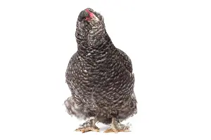 Faverolles: Faverolles Chicken Hen