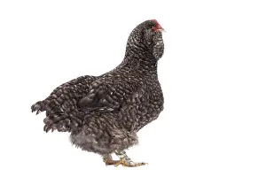 Faverolles: Faverolles Chicken Hen