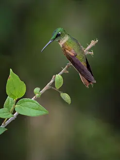 Altitude: Fawn-breasted Brilliant (Heliodoxa rubinoides)