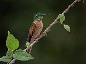 Altitude: Fawn-breasted Brilliant (Heliodoxa rubinoides)