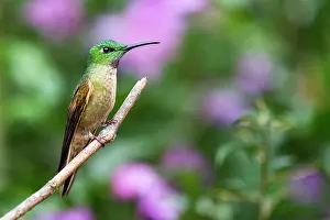 Apodiforme: Fawn-breasted brilliant (Heliodoxa rubinoides) male