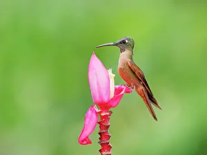 Breasted: Fawn Breasted Brilliant Hummingbird - on banana