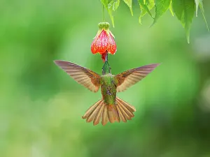 Breasted: Fawn Breasted Brilliant Hummingbird - in flight