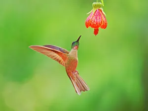 Breasted: Fawn Breasted Brilliant Hummingbird - in flight