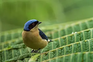 Chicaque: Fawn-breasted Tanager, Chicaque Natural Park, Colombia