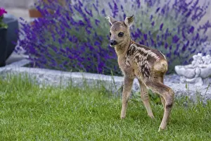 Yard: A fawn (Capreolus capreolus), standing in a garden