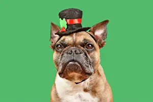 Dressed: Fawn colored French Bulldog with snowman top hat