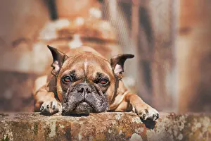 Pointy: Fawn French Bulldog dog with pointy ears lying down