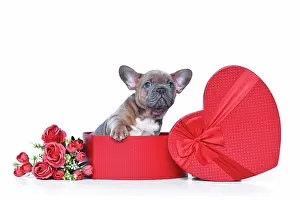 Romantic: Fawn French Bulldog dog puppy in Valentine's Day