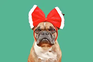 Build: Fawn French Bulldog dog wearing big red Christmas