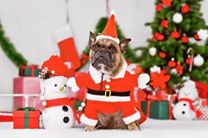 Saint: Fawn French Bulldog wearing Santa Claus dog costume