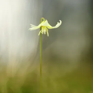 Ordinary: Fawn lily White Beauty, Erythronium californicum
