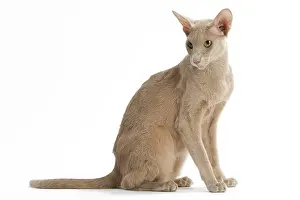 Orientals: Fawn Oriental Cat