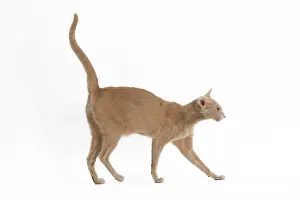 Orientals: Fawn Oriental Cat