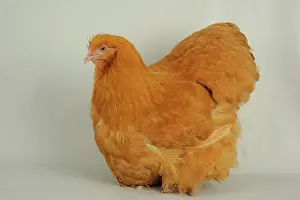 Studios: Fawn Orpington hen on white background