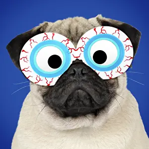 Googly: Fawn Pug Dog, wearing bloodshot eye glasses
