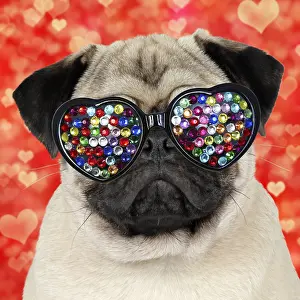 Fawn Pug Dog wearing heart shaped disco sunglasses