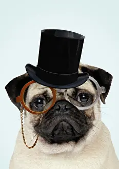 Gent: Fawn Pug Dog, wearing monocle and top hat glasses