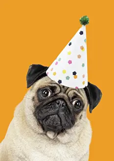 Birthdays: Fawn Pug Dog, wearing party hat. Digital manipulation